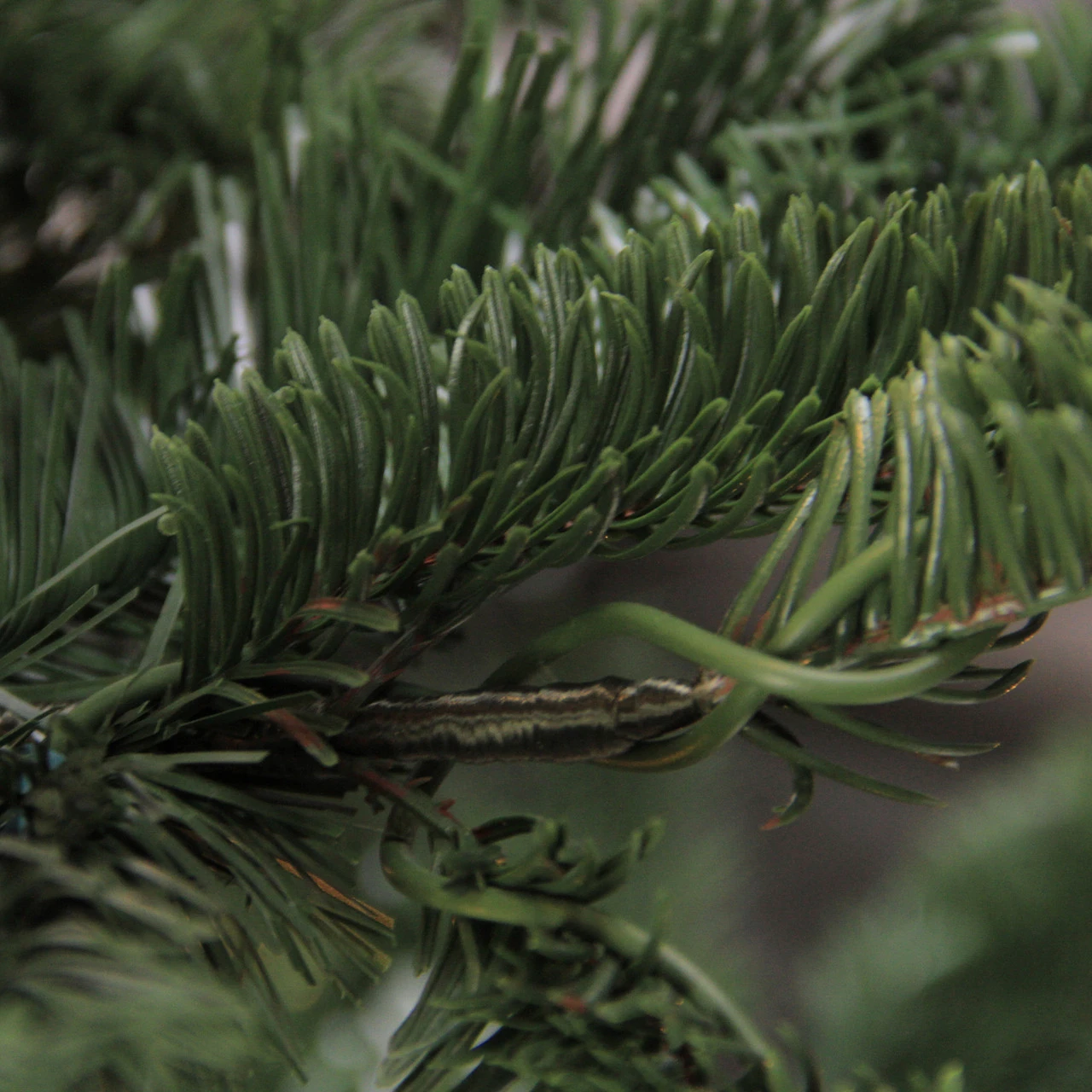 6.5 Ft Layered Nordmann Fir Artificial Christmas Tree - Unlit - Image 2