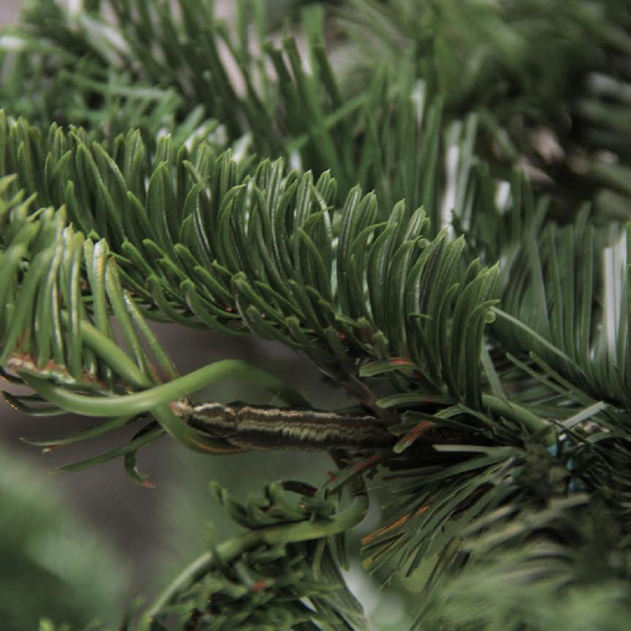 7.5ft Layered Nordmann Fir Artificial Christmas Tree - Unlit - Image 3